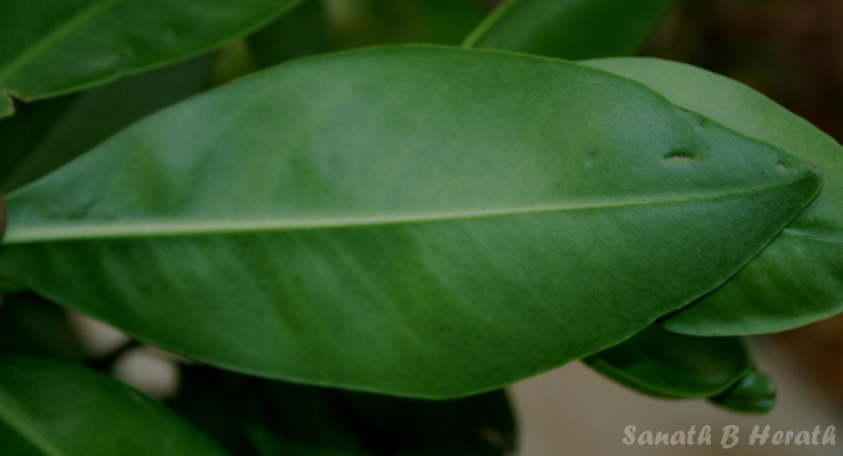 Ardisia willisii Mez